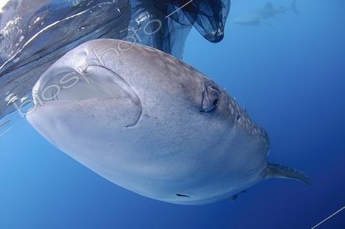 Biosphoto | 1921928 | Requin baleine sous un bateau de pêche bagan  - Papouasie | &copy; Mike Veitch / Biosphoto