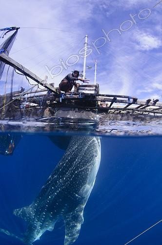 Biosphoto | 1921929 | Requin baleine sous un bateau de pêche bagan  - Papouasie | &copy; Mike Veitch / Biosphoto