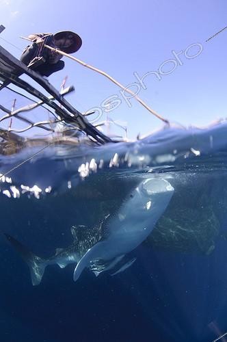 Biosphoto | 1921930 | Requin baleine sous un bateau de pêche bagan  - Papouasie ; Pêcheur nourrissant et observant les requins | &copy; Mike Veitch / Biosphoto