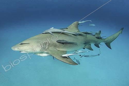 Biosphoto | 2453268 | Requin citron (Negaprion brevirostris) et Rémora (Echeneis naucrates), Tiger Beach, banc de Little Bahama, Bahamas, Mer des Caraïbes | &copy; Andy Murch / Biosphoto