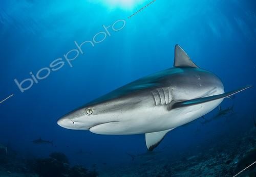 Biosphoto | 1901228 | Requin Dagsit au dessus du récif Tahiti Polynésie Française | &copy; Fabien Michenet / Biosphoto