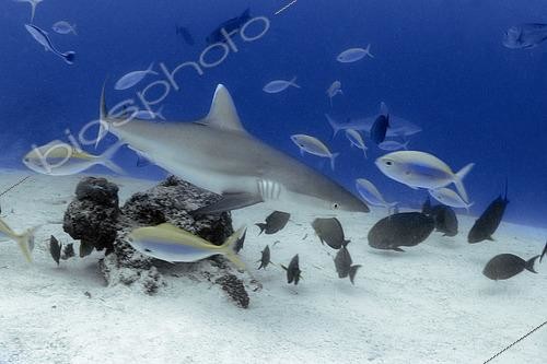 Biosphoto | 2600886 | Requin dagsit (Carcharhinus amblyrhynchos). Maldives, Hémisphère Sud. Océan Indien. | &copy; Sergio Hanquet / Biosphoto