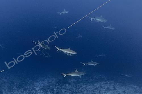 Biosphoto | 2600887 | Requin dagsit (Carcharhinus amblyrhynchos), Vilingili Kandu. Maldives, hémisphère sud. Océan Indien. | &copy; Sergio Hanquet / Biosphoto