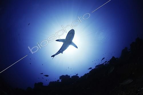 Biosphoto | 1295321 | Requin dagsit en contre-jour dans l'atoll de Fakarava | &copy; Fabien Michenet / Biosphoto