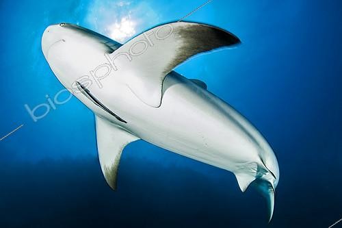 Biosphoto | 2303235 | Requin de récif (Carcharhinus perezi), Parc National des Jardins de la Reine, Cuba | &copy; Mathieu Foulquié / Biosphoto