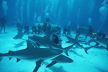 Biosphoto | 37470 | Requin de récif et shark feeding Bahamas Grandes Antilles | &copy; Jeffrey Rotman / Biosphoto