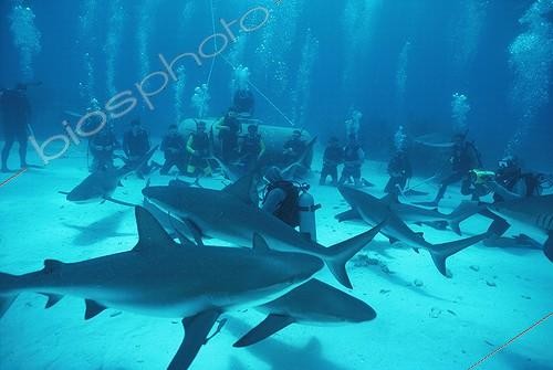 Biosphoto | 37470 | Requin de récif et shark feeding Bahamas Grandes Antilles | &copy; Jeffrey Rotman / Biosphoto