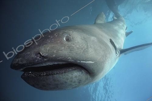 Biosphoto | 2065230 | Requin grande-gueule (Megachasma pelagios) plongeant sous la surface, Californie, Océan Pacifique | &copy; Bruce Rasner / Jeffrey Rotman / Biosphoto