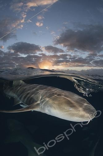 Biosphoto | 2453325 | Requin nourrice (Ginglymostoma cirratum). Au coucher du soleil, près de l'île de Bimini Sud, Bahamas, mer des Caraïbes. | &copy; Andy Murch / Biosphoto