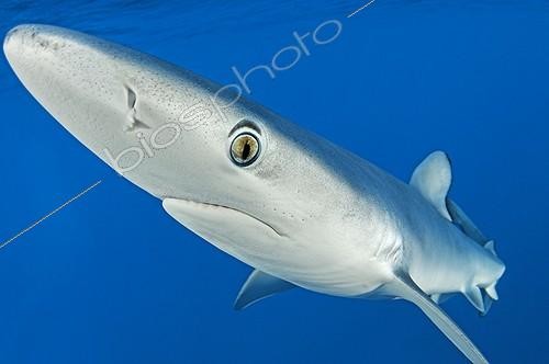 Biosphoto | 1268435 | Requin peau bleue ; Blue Shark, Condor Bank, Faial, Azores, Atlantic Ocean, Portugal | &copy; Wolfgang Poelzer / WaterFrame / Biosphoto