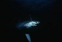 Biosphoto | 1251352 | Requin-renard à gros yeux accroché à une ligne de pêche | &copy; Jeffrey Rotman / Biosphoto