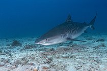Biosphoto | 2585605 | Requin tigre (Galeocerdo cuvier) à Monad Shoal au large de l'île de Malapascua, Philippines. | &copy; Franco Banfi / Biosphoto