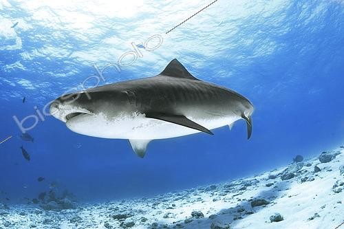 Biosphoto | 2600891 | Requin tigre (Galeocerdo cuvier). Île de Fuvahmulah. Maldives, hémisphère sud. Océan Indien. | &copy; Sergio Hanquet / Biosphoto