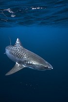 Biosphoto | 2547011 | Requin tigre (Galeocerdo cuvier) sous la surface, Mayotte | &copy; Gabriel Barathieu / Biosphoto