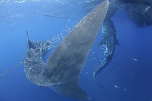 Biosphoto | 1921932 | Requins baleines se nourrissant dans un filet de pêche  ; sous un bateau de pêche bagan  | &copy; Mike Veitch / Biosphoto