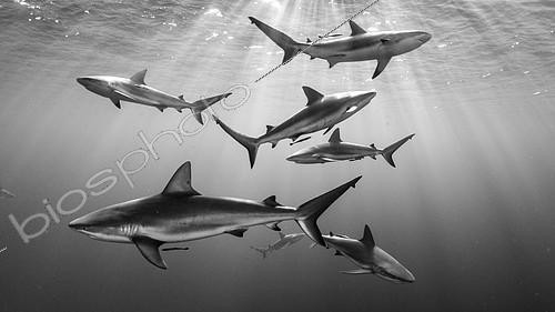 Biosphoto | 2082151 | Requins de récif (Carcharhinus perezii), Jardines de la Reina, Cuba Highly commanded UPY 2016 | &copy; Mathieu Foulquié / Biosphoto