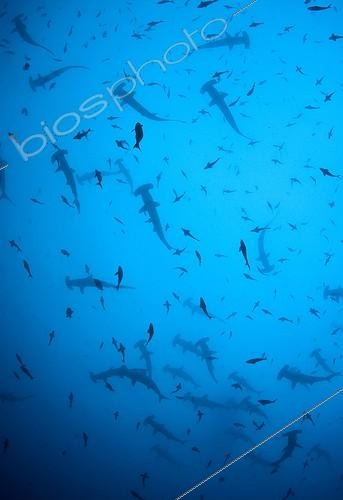 Biosphoto | 1878877 | Requins marteaux à festons - Iles Cocos Océan Pacifique ; Silhouette of Scalloped Hammerhead Shark School, Cocos Island, Pacific Ocean, Costa Rica | &copy; Ethan Daniels / WaterFrame / Biosphoto