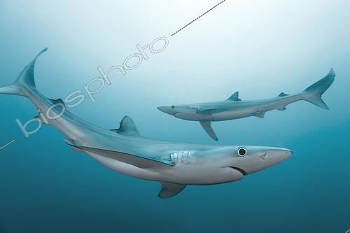 Biosphoto | 2047739 | Requins peau bleue - Océan Atlantique Afrique du Sud | &copy; Mike Korostelev / Biosphoto