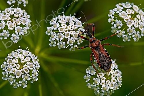 Biosphoto | 2024213 | Res assassin bug on umbellifera in Catalonia - Spain | &copy; Antoni Agelet / Biosphoto
