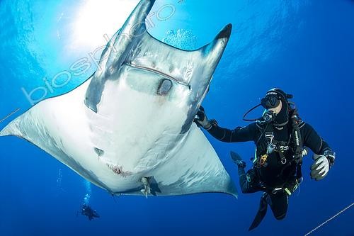 Biosphoto | 2608431 | Researcher trying to remove some parasites from a Sicklefin Mantas (Mobula tarapacana), Ambrosio dive site, Santa Maria Island, Azores, Portugal, Atlantic Ocean | © Franco Banfi / Biosphoto
