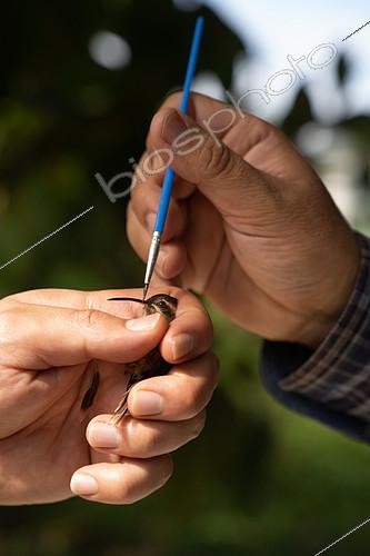 Biosphoto | 2544604 | Researchers picking up pollen with a brush from the beak of a hummingbird Stripe-throated Hermit as part of a pollination study, rainforest at the  La Selva  research station in Puerto Viejo de Sarapiqui, Costa Rica | &copy; Antoine Boureau / Biosphoto