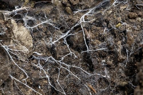 Biosphoto | 2556593 | Réseau mycélien dans un sol organique humide, Bouches-du-Rhône, France | &copy; Marie Aymerez / Biosphoto