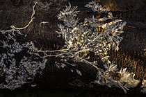 Biosphoto | 2621369 | Réseau mycélien sur bois en décomposition, Saint-Pierre-La-Palud, Rhône, France | &copy; Philippe Lebeaux / Biosphoto