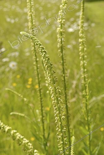 Biosphoto | 2522837 | Réséda des teinturiers (Reseda luteola) | &copy; Visions Pictures / Biosphoto