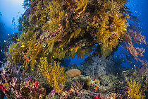 Biosphoto | 2609381 | Resilience of reef life: a coral spatula covered with gorgonian sea fans and soft corals, despite being totally devastated a year earlier by the bleaching event of 2024. Mayotte | &copy; Gabriel Barathieu / Biosphoto