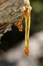 Biosphoto | 1252499 | Resin flowing from a conifer branch France | &copy; Thierry Van Baelinghem / Biosphoto