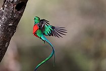 Biosphoto | 2519332 | Resplendent Quetzal (Pharomachrus mocinno) in flight, Costa Rica | &copy; Cédric Join / Biosphoto