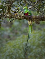 Biosphoto | 2518872 | Resplendent Quetzal (Pharomachrus mocinno), male, Chiriquí Highlands, Panama | &copy; Ignacio Yufera / Biosphoto