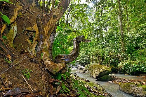 Biosphoto | 2511109 | Reticulated python (Malayopython reticulatus) in forest, Sulawesi, Indonesia, S.E. Asia | &copy; Daniel Heuclin / Biosphoto
