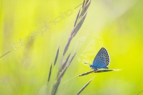 Biosphoto | 2621131 | Reverdin's Blue (Plebejus argyrognomon) on spikelet, protected natural site of the limestone grassland of Troussey, Lorraine, France. | &copy; Stéphane Vitzthum / Biosphoto