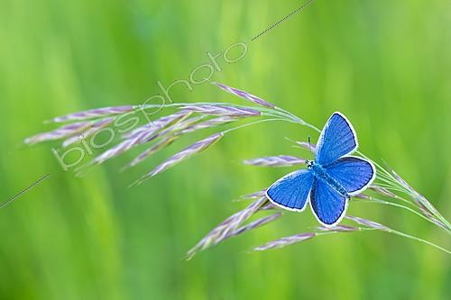 Biosphoto | 2621132 | Reverdin's Blue (Plebejus argyrognomon) on spikelet, protected natural site of the limestone grassland of Troussey, Lorraine, France. | &copy; Stéphane Vitzthum / Biosphoto