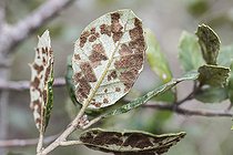 Biosphoto | 2546791 | Revers de feuilles de Chêne vert (Quercus ilex) atteint par la galle du chêne vert (Aceria ilicis), Alpes Maritimes, france | &copy; Jean-Michel Groult / Biosphoto