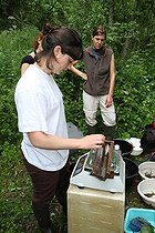 Biosphoto | 1247174 | Review of fish caught in the Bievre in Isère France | &copy; Jean-François Noblet / Biosphoto