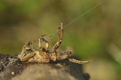 Biosphoto | 1880624 | Rhagie sycophante faisant le mort Lac de Madine Lorraine ; Réserve Nationale de Chasse et de Faune Sauvage du Lac de Madine et de l'étang de Panne | &copy; Robin Monchâtre / Biosphoto