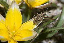 Biosphoto | 2411962 | Rhagie sycophante (Rhagium sycophanta), Parc naturel régional des Vosges du Nord, France | &copy; Michel Rauch / Biosphoto