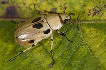 Biosphoto | 2434083 | Rhinoceros beetle (Ancognatha vexans) est une espèce nouvellement décrite de scarabée des montagnes de la province de Chiriqui dans l'ouest du Panama et du sud du Costa Rica. | &copy; Stuart Wilson / Biosphoto
