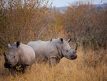 Biosphoto | 2451752 | Rhinocéros blanc (Ceratotherium simum) dans la savane, Kruger, Mpumalanga. Afrique du Sud. | &copy; Roger de La Harpe / Biosphoto