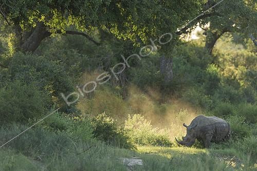 Biosphoto | 2081691 | Rhinocéros blanc (Ceratotherium simum), Kruger, Afrique du Sud | &copy; Tonino De Marco / Biosphoto