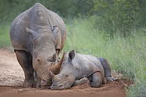 Biosphoto | 2609136 | Rhinocéros blanc (Ceratotherium simum) mère et jeune, Parc national Kruger, Afrique du Sud | &copy; Marion Vollborn / imageBROKER / Biosphoto