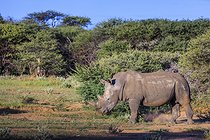 Biosphoto | 2601816 | Rhinocéros blanc du Sud (Ceratotherium simum simum), Ombokoro mountains, Namibie, Afrique | &copy; Alain Roux / Biosphoto