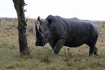 Biosphoto | 105809 | Rhinocéros blanc sous la pluie battante PN de Nakuru | &copy; Renaud Fulconis / Biosphoto