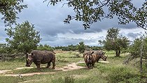 Biosphoto | 2437888 | Rhinocéros blancs du Sud (Ceratotherium simum simum) dans la savane verte du parc national royal de Hlane, Swaziland, Afrique du Sud | &copy; Patrice Correia / Biosphoto