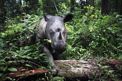 Biosphoto | 483770 | Rhinocéros de Sumatra femelle en forêt équatoriale ; Cette femelle, Rosa, s'est accoutumée aux hommes au point de sortir de la forêt et de mettre sa vie en danger. Pour mieux la protéger, elle a été transférée dans 10 hectares de forêt équatoriale clôturée où elle participe à un programme de reproduction. Population mondiale inférieure à 400 individus en 2006. | &copy; Cyril Ruoso / Biosphoto
