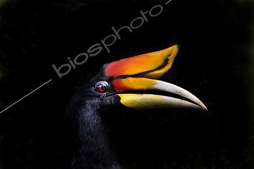 Biosphoto | 1757300 | Rhinoceros Hornbill male captive in Malaysia | &copy; David Tipling / Biosphoto