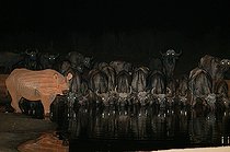 Biosphoto | 59959 | Rhinocéros noir de l'est et buffles au point d'eau de nuit  | &copy; Renaud Fulconis / Biosphoto