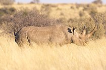 Biosphoto | 2169962 | Rhinocéros noir (Diceros bicornis), femelle adulte agée de 30 ans, Désert du Kalahari, Afrique du Sud | &copy; Sylvain Cordier / Biosphoto